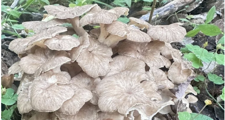 В лесах нашли редкий гриб — трутовик зонтичный