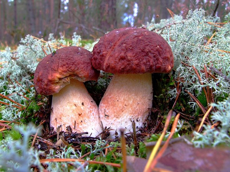 В лесах Первоуральска начался сезон боровиков