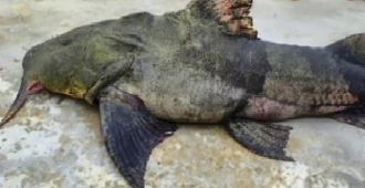 В Индии рыбаки вытащили из сетей огромного сома