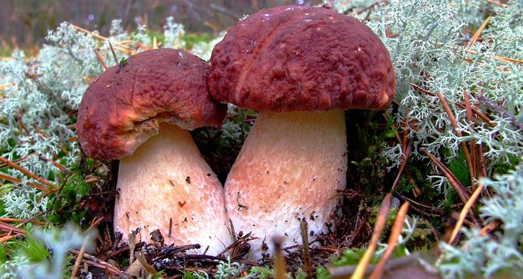 В лесах Первоуральска начался сезон боровиков