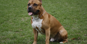 Появились подробности о нападении стаффорда на прохожего с собакой