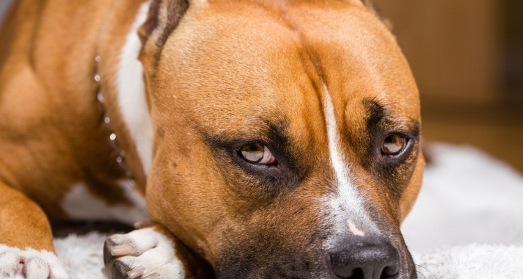 В Первоуральске собака покусала мужчину с песиком