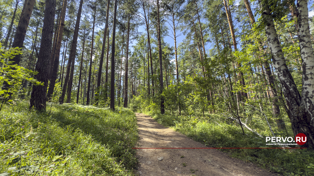 Уссурийский полиграф угрожает лесам под Первоуральском