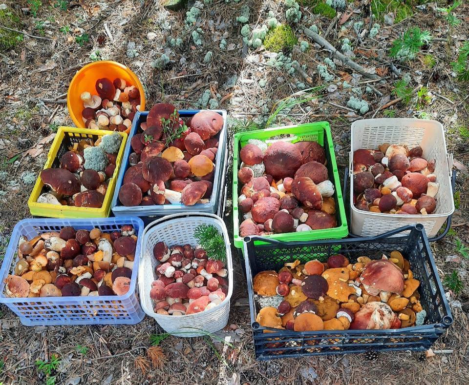 🍄🟫 В уральских лесах — грибной бум!