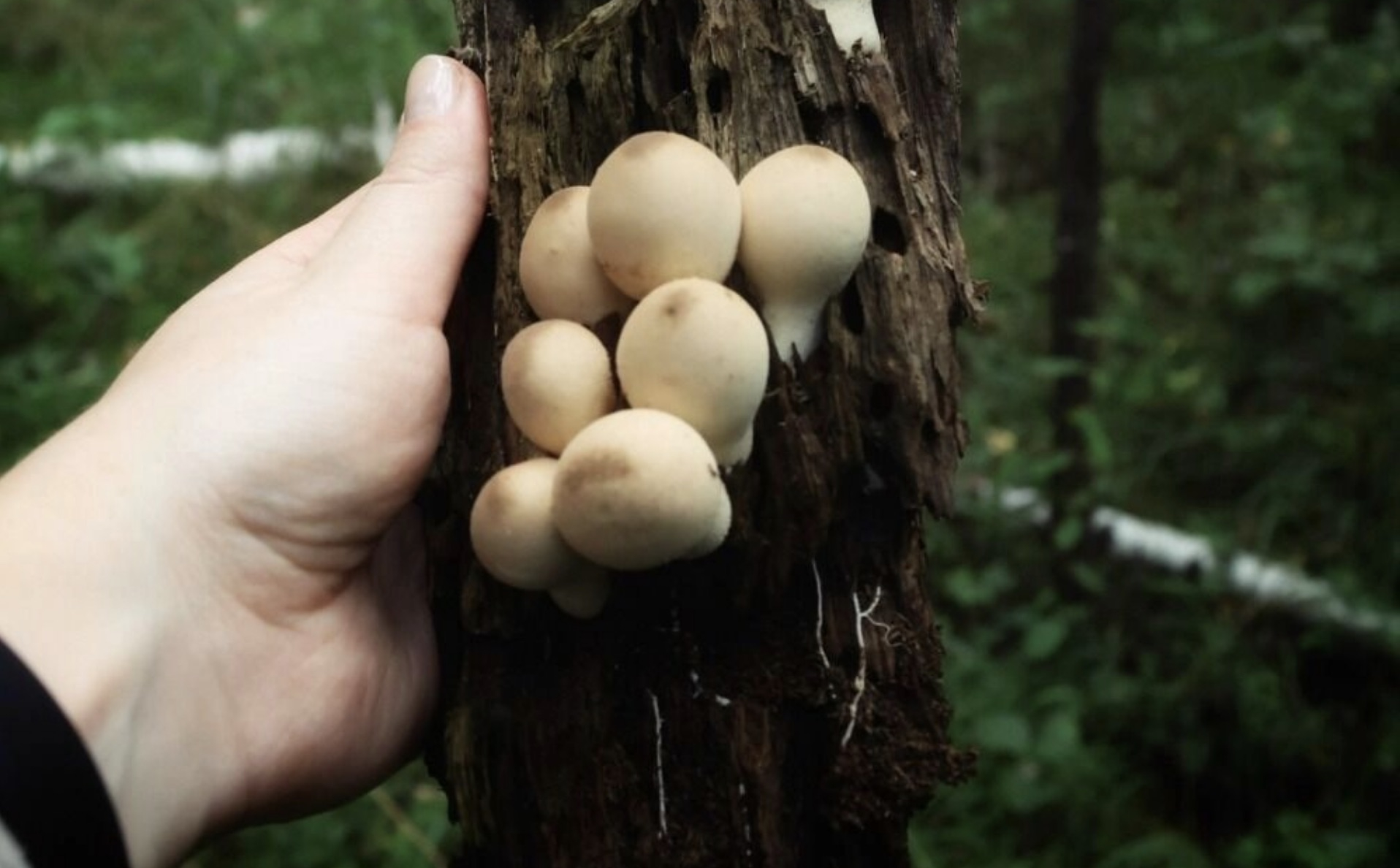 В лесу первоуралочка нашла очень редкие грибы