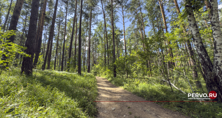 Уссурийский полиграф угрожает лесам под Первоуральском