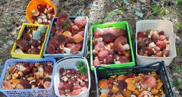 🍄‍🟫 В уральских лесах — грибной бум!