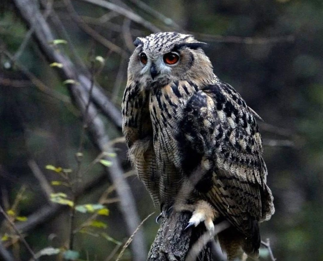 Трёх краснокнижных филинов выпустили в леса в естественную среду обитания