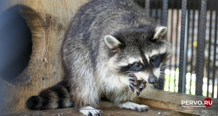 В городе пройдет сбор кабачков для животных зоопарка