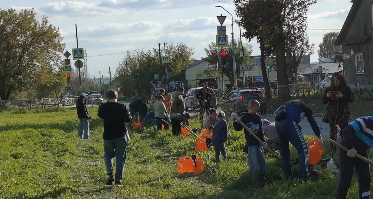 На улице Трубников — новые пирамидальные тополя