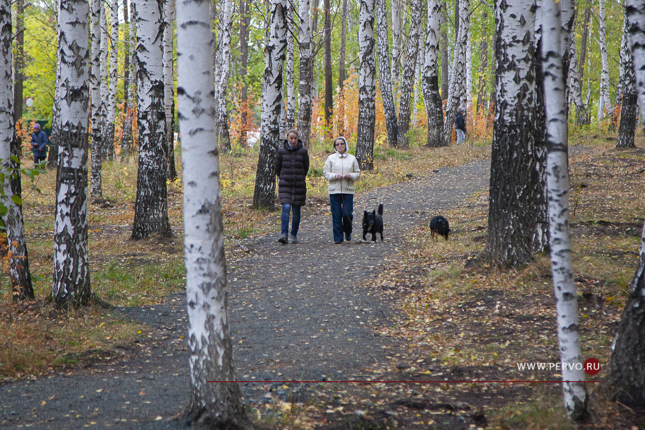 В Корабельной роще проводится санитарная рубка