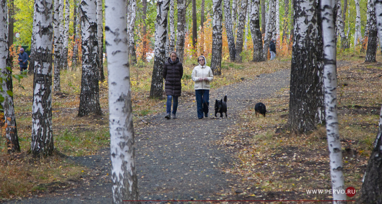 В Корабельной роще проводится санитарная рубка
