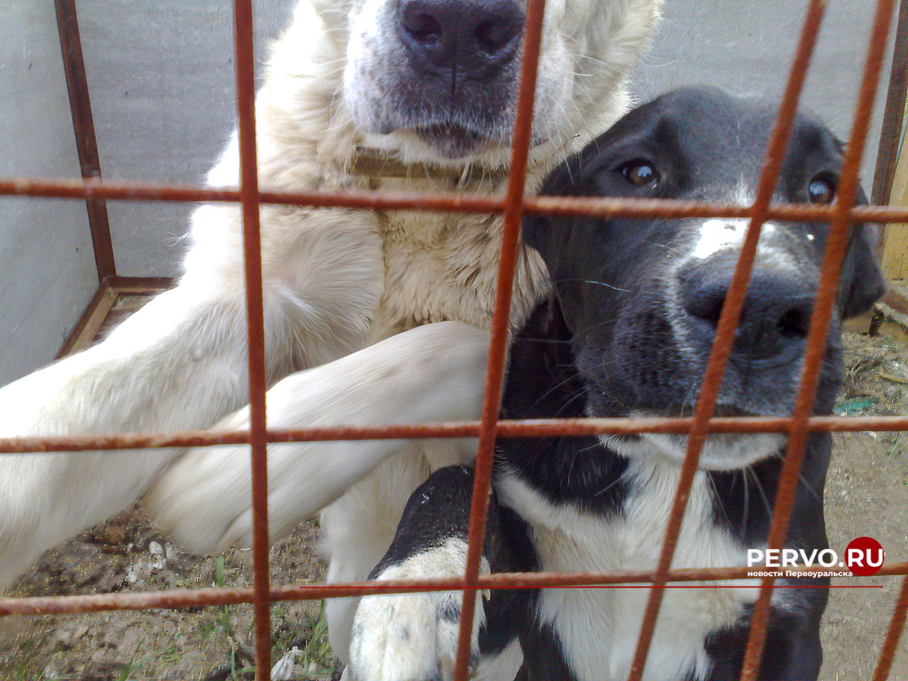 В муниципальном округе отловят 333 безнадзорных собак
