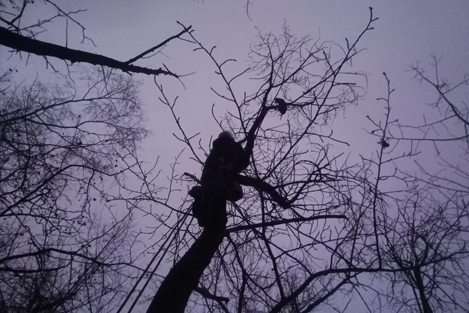 «Зооспас» спасли бенгальского кота, который два дня сидел на дереве