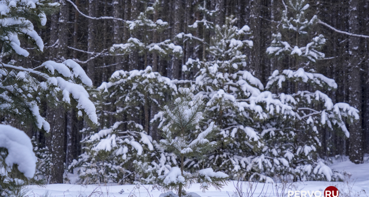 Сотрудники лесничеств усилят охрану лесов в преддверии Нового года