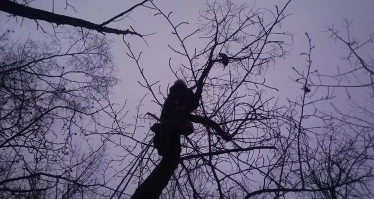 «Зооспас» спасли бенгальского кота, который два дня сидел на дереве