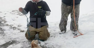 В Башкирии бешеная рысь напала на ребенка