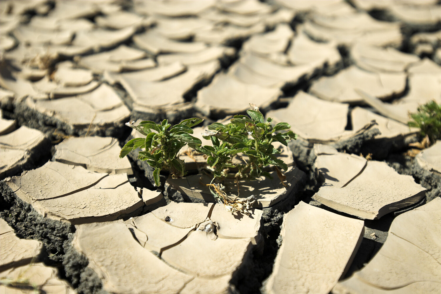 Ученые предсказали наступление адского климата на Земле