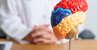 Обнаружен белок, который обращает вспять старение мозга