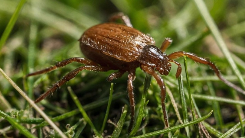 В Первоуральский травмпункт обратились 46 пострадавших от клещей