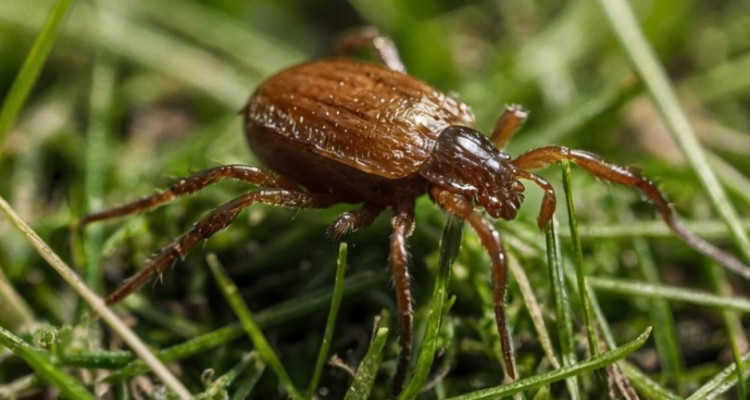 Зарегистрированы первые пострадавшие от укусов клещей