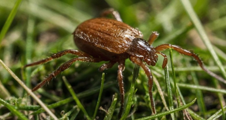 В Первоуральский травмпункт обратились 46 пострадавших от клещей
